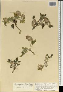 Astragalus lupulinus Pall., Mongolia (MONG) (Mongolia)