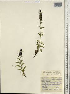 Nepeta multifida L., Mongolia (MONG) (Mongolia)