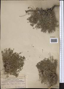Hedysarum poncinsii Franch., Middle Asia, Western Tian Shan & Karatau (M3) (Kazakhstan)
