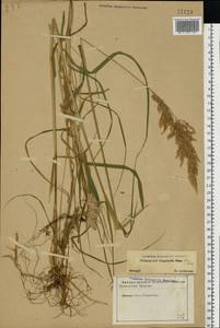 Calamagrostis purpurea (Trin.) Trin., Eastern Europe, North-Western region (E2) (Russia)