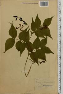 Lathyrus vernus (L.) Bernh., Eastern Europe, Central forest-and-steppe region (E6) (Russia)