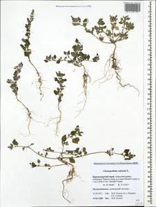 Chenopodium vulvaria L., Caucasus, Krasnodar Krai & Adygea (K1a) (Russia)