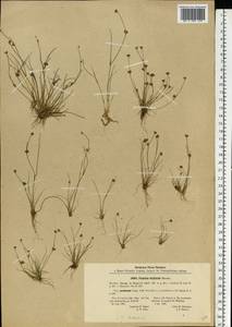 Juncus bulbosus L., Eastern Europe, Latvia (E2b) (Latvia)