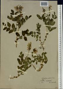 Astragalus umbellatus Bunge, Siberia, Western Siberia (S1) (Russia)
