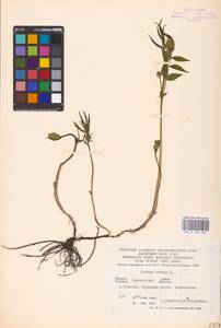 Lathyrus vernus (L.) Bernh., Eastern Europe, Lower Volga region (E9) (Russia)