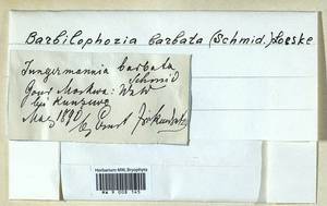 Barbilophozia barbata (Schmidel ex Schreb.) Loeske, Bryophytes, Bryophytes - Moscow City & Moscow Oblast (B6a) (Russia)