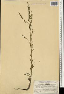 Paracaryum strictum (C. Koch) Boiss., Caucasus, Armenia (K5) (Armenia)