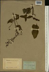 Scrophularia nodosa L., Eastern Europe, Moscow region (E4a) (Russia)