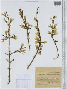 Forsythia suspensa (Thunb.) Vahl, Eastern Europe, Moscow region (E4a) (Russia)