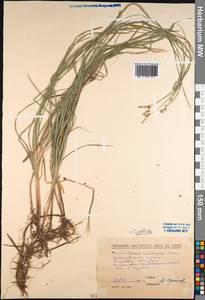 Carex accrescens Ohwi, Siberia, Russian Far East (S6) (Russia)