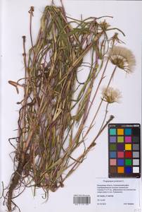 Tragopogon pratensis L., Eastern Europe, Moscow region (E4a) (Russia)