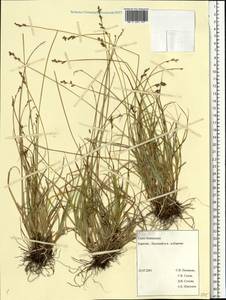 Carex brunnescens (Pers.) Poir., Eastern Europe, Northern region (E1) (Russia)