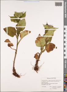 Saussurea riederi Herder, Siberia, Russian Far East (S6) (Russia)