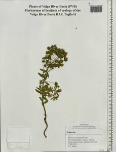 Euphorbia, Eastern Europe, Middle Volga region (E8) (Russia)