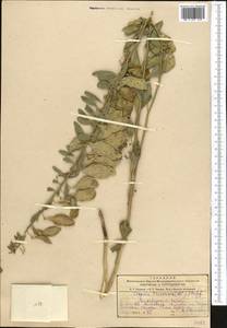 Cleome coluteoides Boiss., Middle Asia, Kopet Dag, Badkhyz, Small & Great Balkhan (M1) (Turkmenistan)