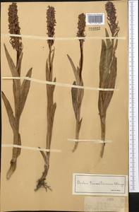 Dactylorhiza incarnata subsp. cilicica (Klinge) H.Sund., Middle Asia, Dzungarian Alatau & Tarbagatai (M5) (Kazakhstan)
