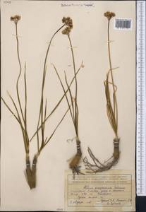 Allium oreoprasum Schrenk, Middle Asia, Northern & Central Tian Shan (M4) (Kazakhstan)