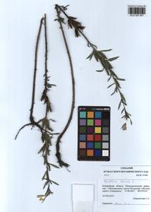 Oenothera biennis L., Siberia, Altai & Sayany Mountains (S2) (Russia)
