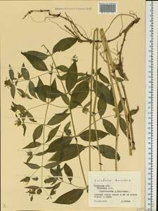Silene baccifera (L.) Roth, Eastern Europe, North-Western region (E2) (Russia)