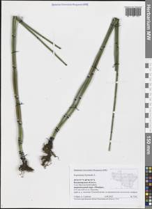 Equisetum hyemale L., Eastern Europe, Central region (E4) (Russia)