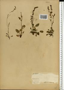 Rumex, Eastern Europe, Northern region (E1) (Russia)