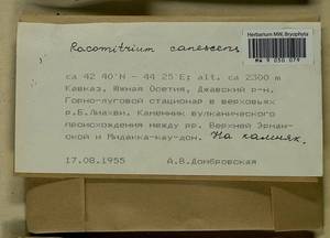 Niphotrichum canescens (Hedw.) Bedn.-Ochyra & Ochyra, Bryophytes, Bryophytes - Transcaucasia (B13) (South Ossetia)