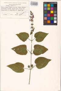 MHA 0 156 045, Stachys sylvatica L., Eastern Europe, Eastern region (E10) (Russia)