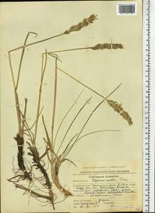 Leymus mollis (Trin.) Pilg., Siberia, Chukotka & Kamchatka (S7) (Russia)