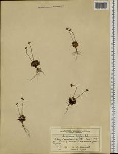 Androsace triflora Adams, Siberia, Central Siberia (S3) (Russia)