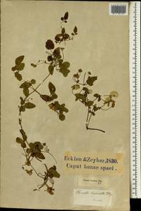 Clematis brachiata Thunb., Africa (AFR) (South Africa)