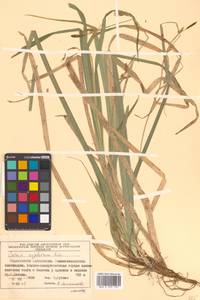 Carex xiphium Kom., Siberia, Russian Far East (S6) (Russia)