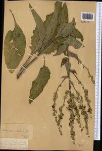 Verbascum marschallianum Ivanina & Tzvelev, Middle Asia, Dzungarian Alatau & Tarbagatai (M5) (Kazakhstan)