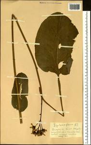 Ligularia glauca (L.) O. Hoffm., Siberia, Altai & Sayany Mountains (S2) (Russia)