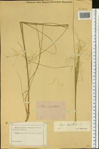Stipa capillata L., Siberia (no precise locality) (S0) (Russia)