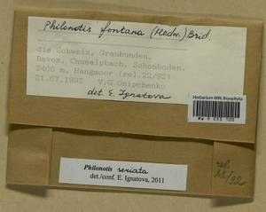 Philonotis seriata Mitt., Bryophytes, Bryophytes - Western Europe (BEu) (Switzerland)