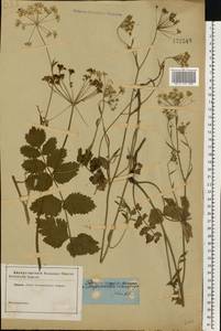 Pimpinella saxifraga L., Eastern Europe, Central forest region (E5) (Russia)