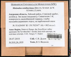 Molendoa sendtneriana (Bruch & Schimp.) Limpr., Bryophytes, Bryophytes - Russian Far East (excl. Chukotka & Kamchatka) (B20) (Russia)