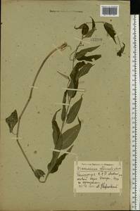 Vincetoxicum hirundinaria Medik., Eastern Europe, Belarus (E3a) (Belarus)