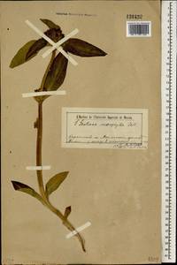 Gentiana macrophylla Pall., Siberia, Baikal & Transbaikal region (S4) (Russia)