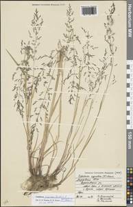 Catabrosa aquatica (L.) P.Beauv., Eastern Europe, Middle Volga region (E8) (Russia)