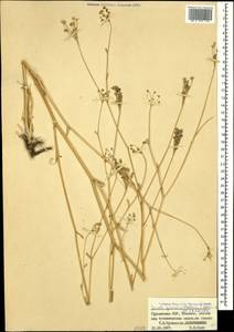 Seseli grandivittatum (Sommier & Levier) Schischk., Caucasus, Georgia (K4) (Georgia)