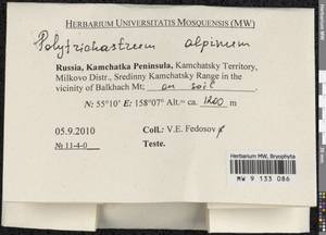 Polytrichastrum alpinum (Hedw.) G.L. Sm., Bryophytes, Bryophytes - Chukotka & Kamchatka (B21) (Russia)