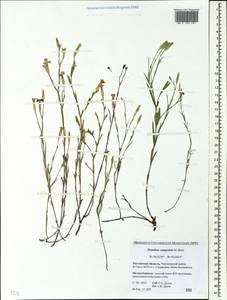 Dianthus campestris M. Bieb., Eastern Europe, Rostov Oblast (E12a) (Russia)