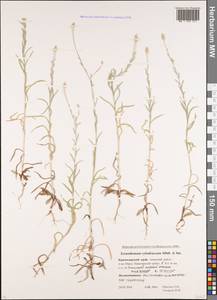 Xeranthemum cylindraceum Sibth. & Sm., Caucasus, Krasnodar Krai & Adygea (K1a) (Russia)
