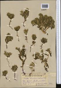 Arnebia decumbens (Vent.) Coss. & Kralik, Middle Asia, Syr-Darian deserts & Kyzylkum (M7) (Uzbekistan)