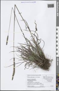 Phleum phleoides (L.) H.Karst., Eastern Europe, Central region (E4) (Russia)