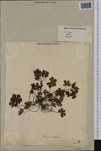 Geranium lucidum L., Western Europe (EUR) (Italy)