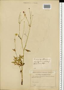 Ranunculus acris L., Eastern Europe, Western region (E3) (Russia)