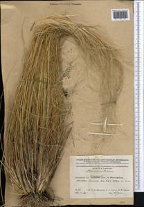 Stipa zalesskii Wilensky, Middle Asia, Northern & Central Kazakhstan (M10) (Kazakhstan)