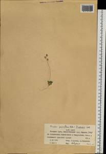 Draba pauciflora R. Br., Siberia, Western Siberia (S1) (Russia)
